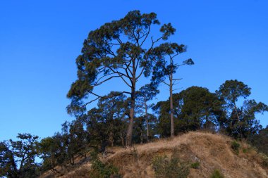 Ormandaki kozalaklı ağaçların güzel manzarası