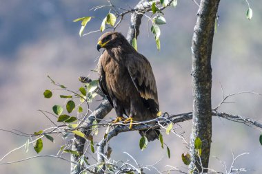 Bir kuş ağaç dalında oturuyor.