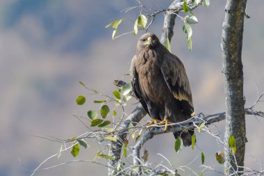 Altın kartal bir ağaç dalına tünemiş