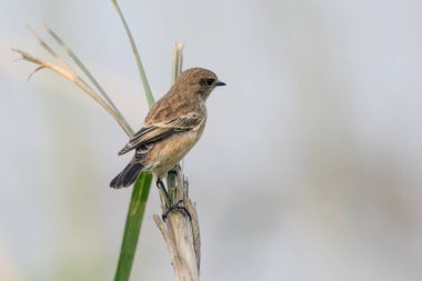 Bir ağacın dalındaki kuş.