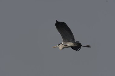 Gökyüzünde uçan siyah başlı bir martı.