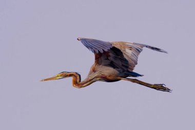 büyük balıkçıl (ardea cinerea )