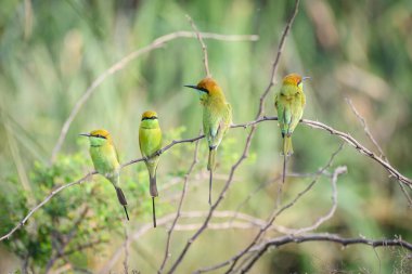 Ağacın dalında bir kuş