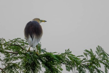Bir ağacın tepesindeki kuş.