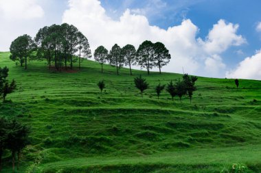 Yeşil tarlalı tepe ve gökyüzü arka planında ağaçlar
