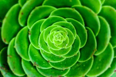 Bahçedeki yeşil sulu bitki