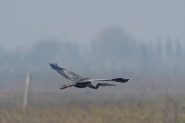 Gökyüzündeki güzel bir kuş görüntüsü.
