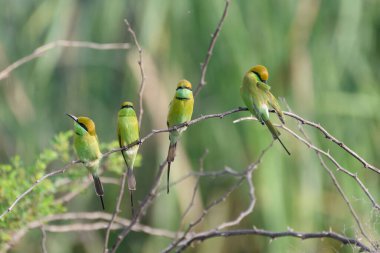 Ağaç dalında oturan yeşil arı yiyen kuş sürüsü