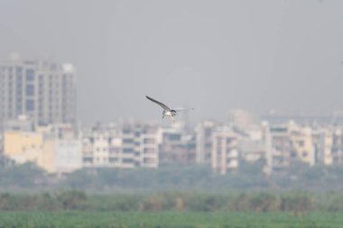 Kuş gökyüzünde uçuyor.