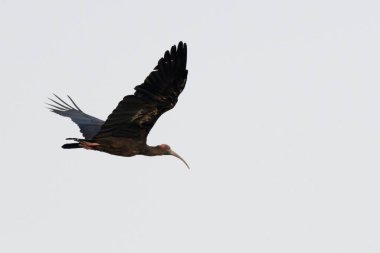 Kahverengi kuş gökyüzünde uçuyor