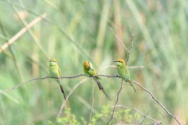 Ağaç dalında oturan yeşil arı yiyen kuş sürüsü
