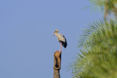 Leylek bir ağaç kabuğuna tünemiş mavi gökyüzü arka planına karşı