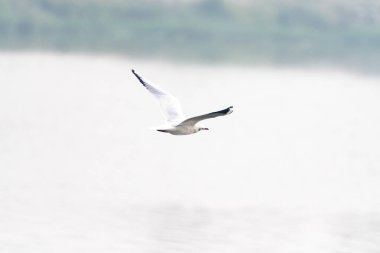 Martı denizde uçuyor.