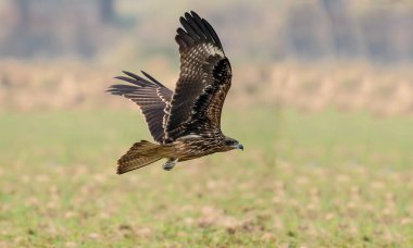 Gökyüzünde uçan bir kuş