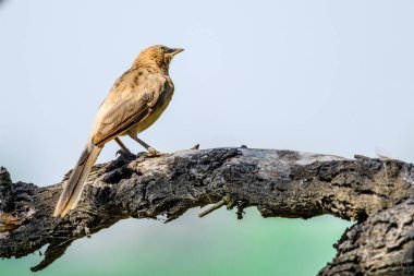 Ağacın dalındaki filizli kuş