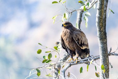 Bir ağaç dalında oturan kuşun yakın plan görüntüsü