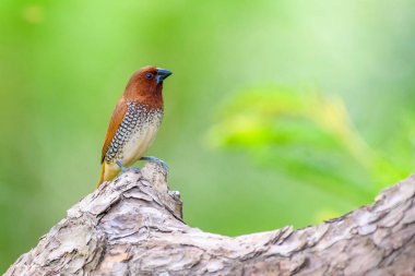  Hayvan ticaretinde hindistan cevizi mannikini ya da baharat ispinozu olarak da bilinen benekli munya (