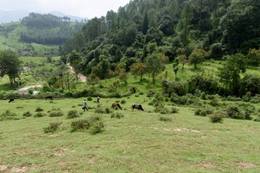 Adam dağlarda otlayan inekleri izliyor.