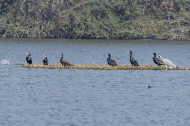 Sudaki vahşi ördekler