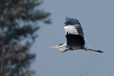 Kara balıkçıl gökyüzünde uçuyor.