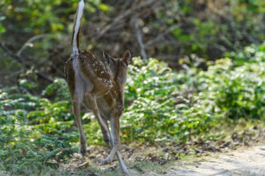 Hayvanat bahçesindeki bir geyiğin yakın çekimi.