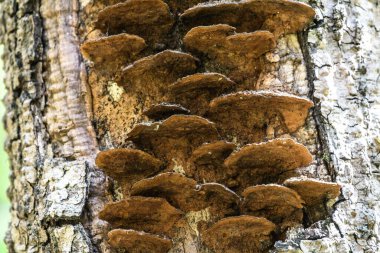 Bir mantarın kabuğu, eski bir ormanın kalıntıları.