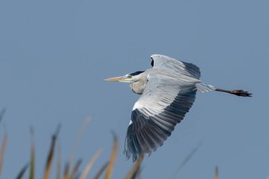 Uçan balıkçıl (ardea cinerea)