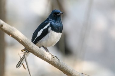  Doğulu saksağan bülbülü bir ağaç dalında oturuyor