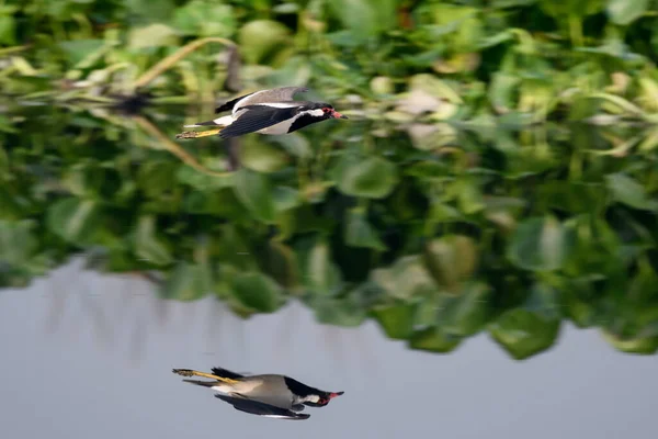 Fågel Som Flyger Över Vatten — Stockfoto