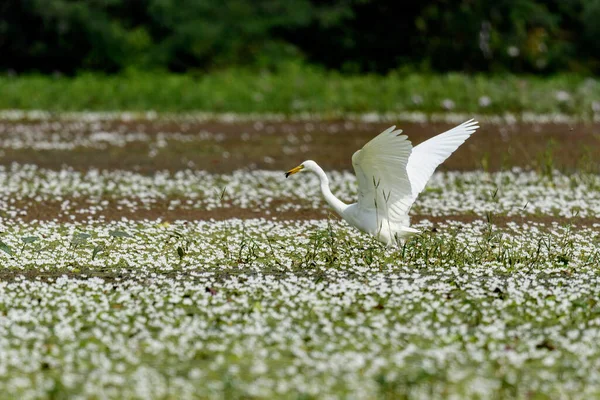 Cigogne Blanche Sur Lac — Photo