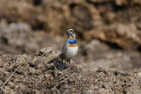 Gros Plan Oiseau Sur Sol Jour Ensoleillé — Photo