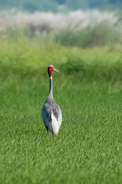 Sarus Crane Grass — Stock Photo, Image