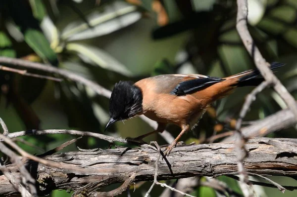 Black Headed Brown Bird Perched Tree Branch — Stock Photo, Image