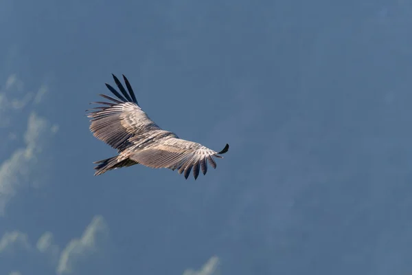 Águila Volando Cielo — Foto de Stock