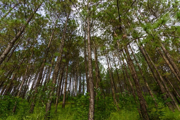 Красивый Лес Горах — стоковое фото