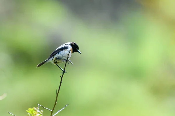 Vogel Hockt Auf Einem Dünnen Ast — Stockfoto