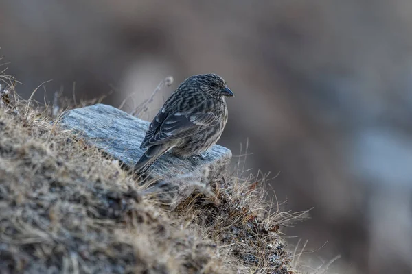 Pássaro Castanho Descansando Sobre Uma Pedra — Fotografia de Stock