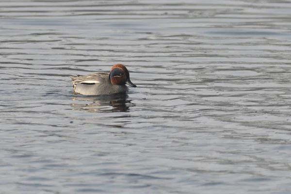 Canard Colvert Mâle Dans Lac — Photo