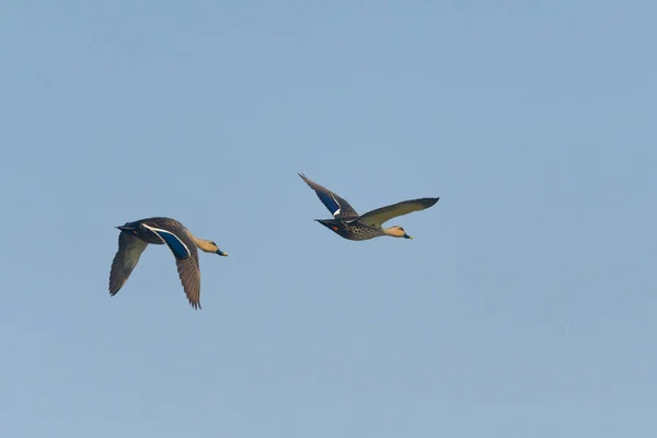 Bandada Patos Salvajes Volando Cielo Azul — Foto de Stock