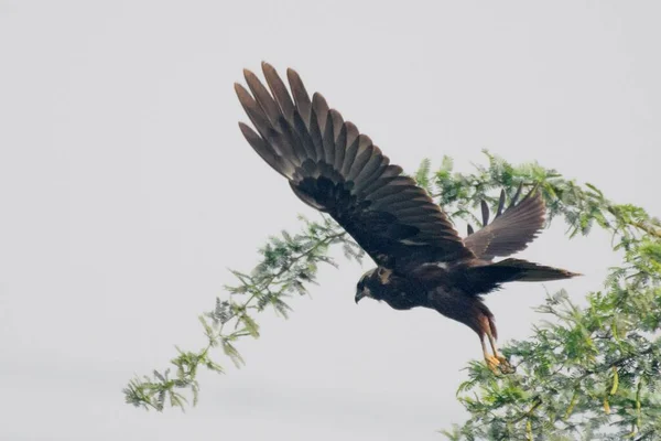 तपक — स्टॉक फोटो, इमेज