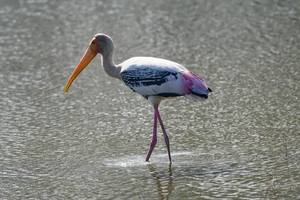 Beautiful Pink Stork Grus Ruber Lagoon — Stock Photo, Image