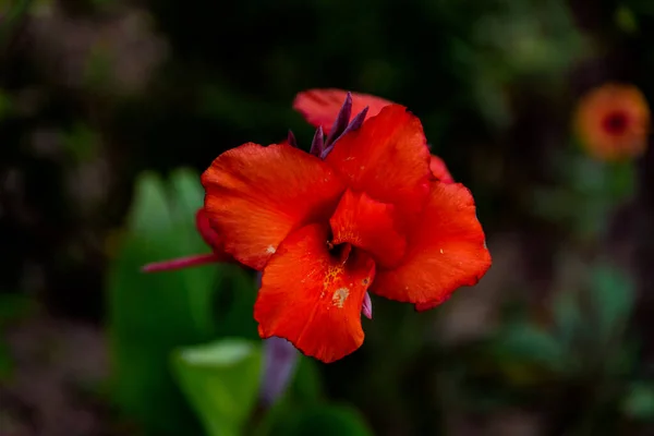 Red Poppy Flower Garden — Stock Photo, Image