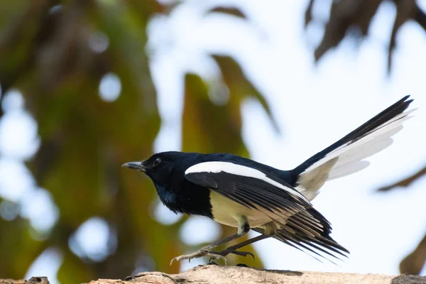 Indian Pied Robin Perched Tree Branch — Stock Photo, Image