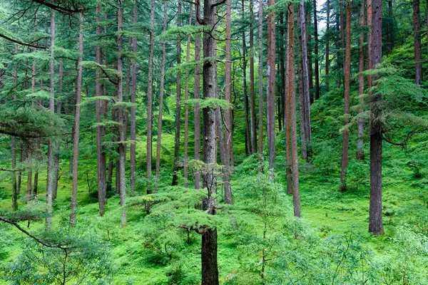 Красивый Лес Горах — стоковое фото