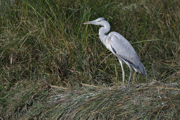 Una Gaviota Hierba — Foto de Stock