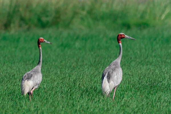 White Stork Grass — Stock Photo, Image