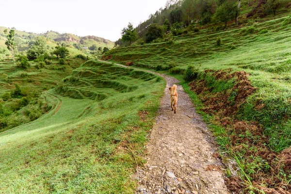 Malebný Pohled Psa Běžícího Stezce Zelených Horách — Stock fotografie