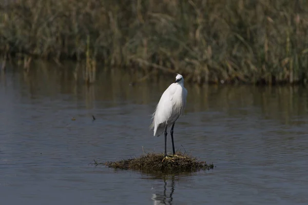 Great Egret Water — Stock Photo, Image