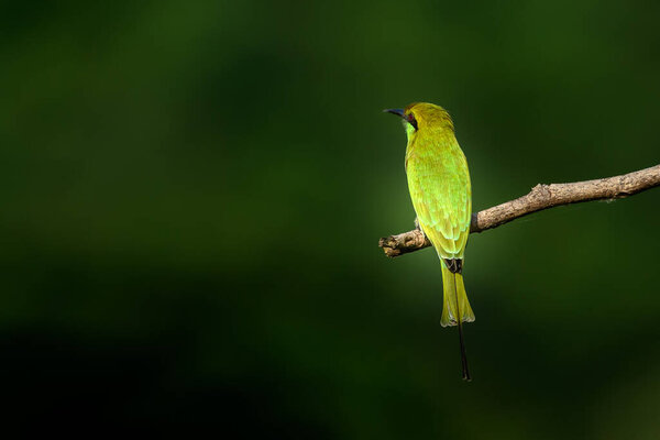 Bee eater perching on branch