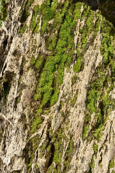 Baumrinde Mit Moosstruktur Hintergrund — Stockfoto